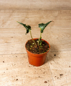 Alocasia Loco 001A
