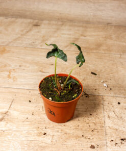 Alocasia Loco 002A