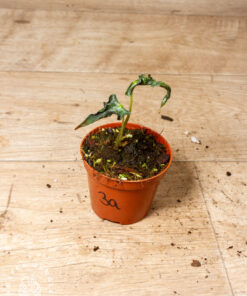 Alocasia Loco 003A