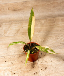 Philodendron Caramel Marble Variegata 001A