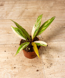 Philodendron Caramel Marble Variegata 002A