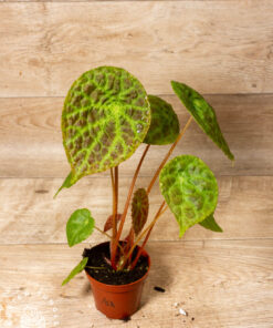 Begonia phuthoensis 001A