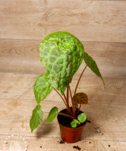 Begonia phuthoensis 002A