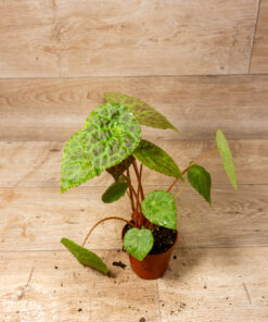 Begonia phuthoensis 003A
