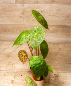 Begonia phuthoensis 004A