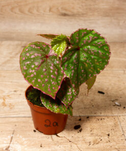 Begonia roseopunctata 002A