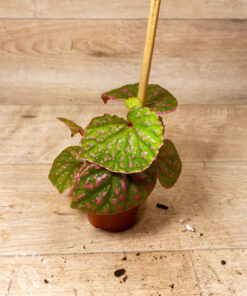 Begonia roseopunctata 003A