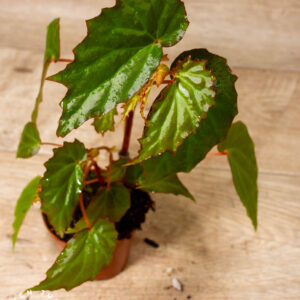 Begonia Borneensis 001A
