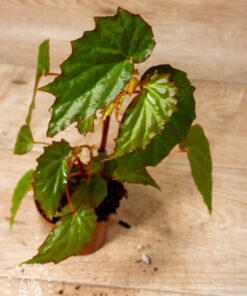 Begonia Borneensis 001A