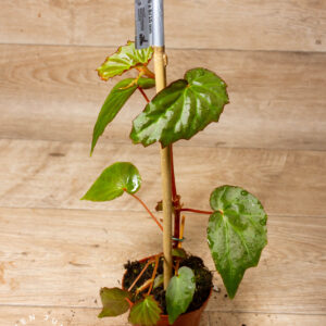Begonia Borneensis 002A