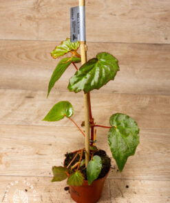 Begonia Borneensis 002A