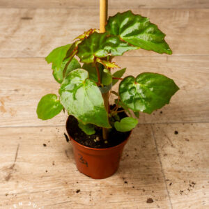 Begonia Borneensis 003A