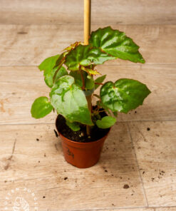 Begonia Borneensis 003A