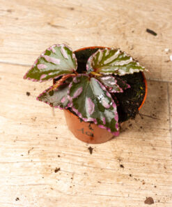 Begonia julau 001A