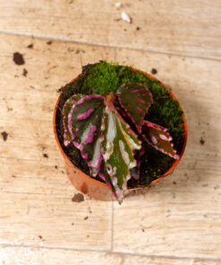 Begonia julau 002A