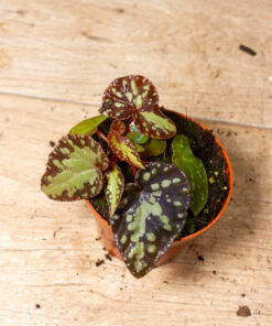 Begonis sp. NOID 001A