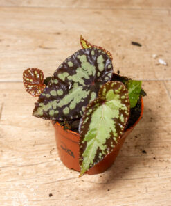 Begonis sp. NOID 002A