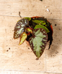 Begonis sp. NOID 003A