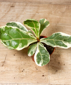 Ficus lyrata variegata 001A
