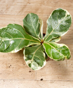 Ficus lyrata variegata 002A