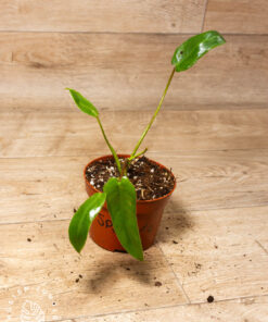 Philodendron spiritus sancti 001A