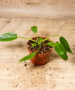 Philodendron spiritus sancti 002A