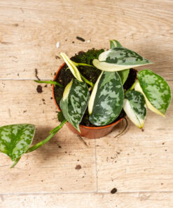 Scindapsus Mayari Variegata 001A