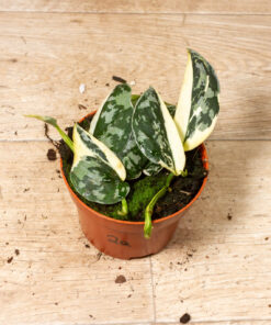Scindapsus Mayari Variegata 002A