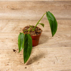 Philodendron spiritus sancti 003A
