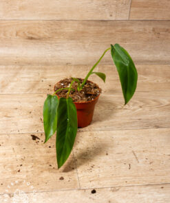 Philodendron spiritus sancti 003A