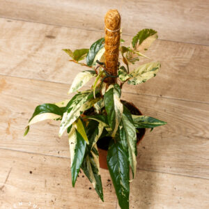 Ficus Sagittata Pink Variegata 001A