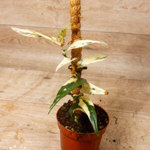 Ficus Sagittata Pink Variegata 002A