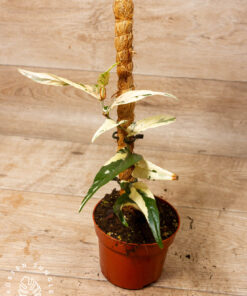 Ficus Sagittata Pink Variegata 002A