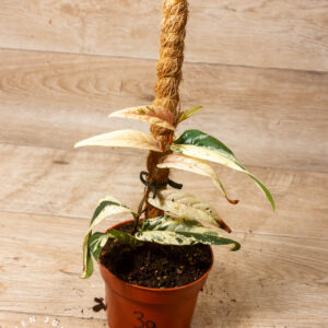 Ficus Sagittata Pink Variegata 003A