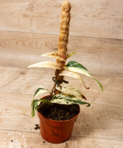 Ficus Sagittata Pink Variegata 003A