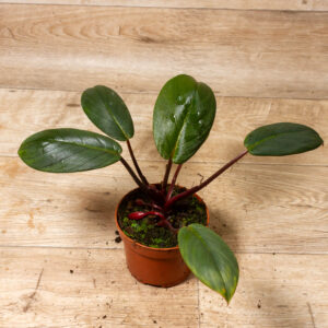 Homalomena Red Sumatra 001A
