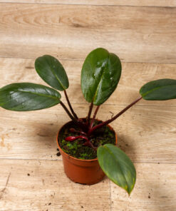 Homalomena Red Sumatra 001A
