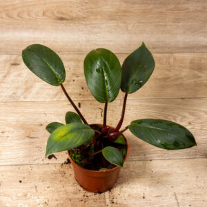 Homalomena Red Sumatra 002A