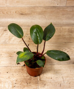 Homalomena Red Sumatra 002A