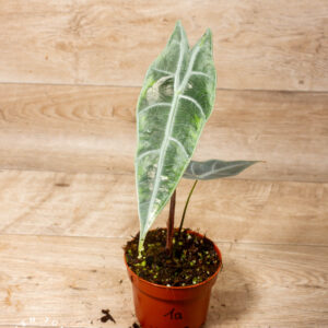 Alocasia longiloba silver 001A