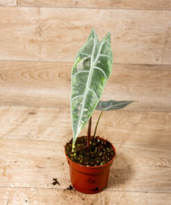 Alocasia longiloba silver 001A