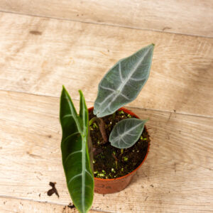 Alocasia longiloba silver 002A