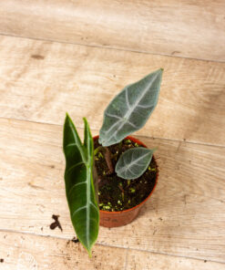 Alocasia longiloba silver 002A