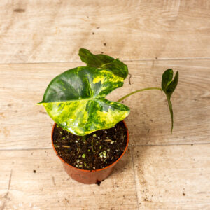 Alocasia Dorayaki Aurea 001A