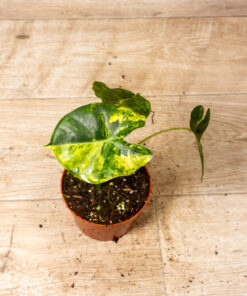 Alocasia Dorayaki Aurea 001A