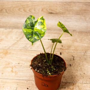 Alocasia Dorayaki Aurea 002A