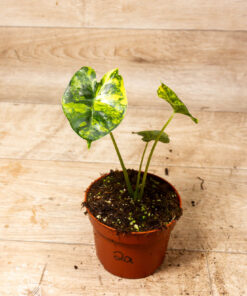 Alocasia Dorayaki Aurea 002A