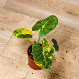Alocasia Dorayaki Aurea 003A