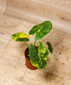 Alocasia Dorayaki Aurea 003A
