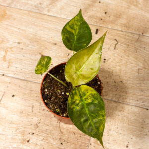 Alocasia wentii aurea 001A